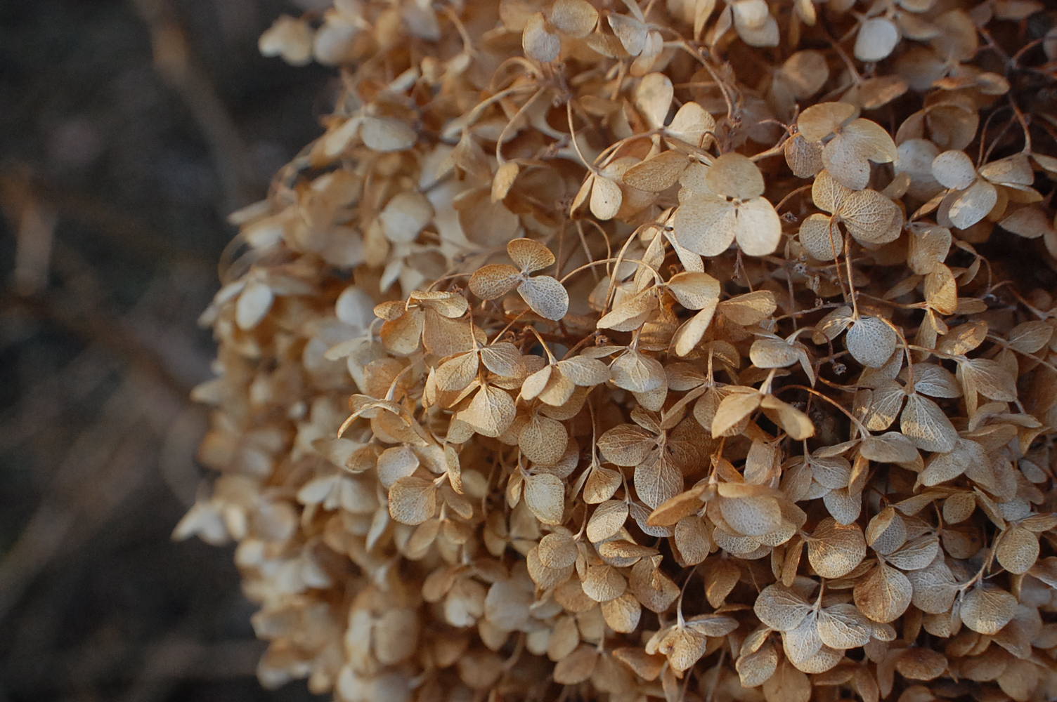 Photograph of dried flowers by Jennifer Kaplan