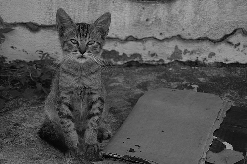 Photograph of kitten by Jennifer Kaplan